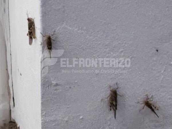 Aumenta presencia de chapulines en Juárez por cambios climáticos y vientos
