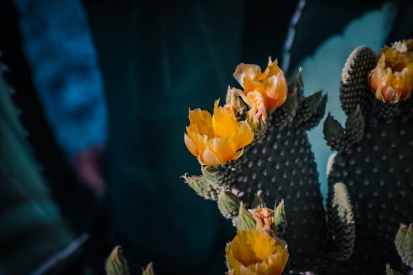 Juárez vivirá un martes caluroso con temperaturas cercanas a los 39°C
