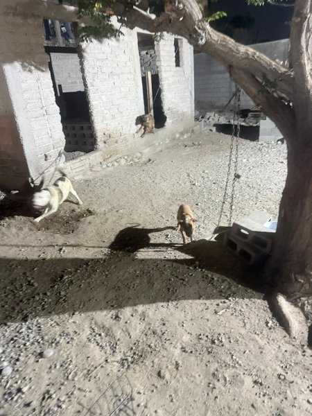 Vinculan a proceso a hombre acusado de maltrato animal en la colonia Felipe Ángeles