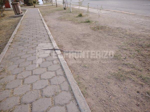 Realizaban ejercicio al aire libre y se toparon con una víbora