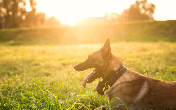 Lanza DABA recomendaciones para mascotas, ante el inminente calor en la ciudad
