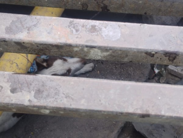 Rescata Protección Civil a perro atrapado en alcantarilla de la colonia San Antonio