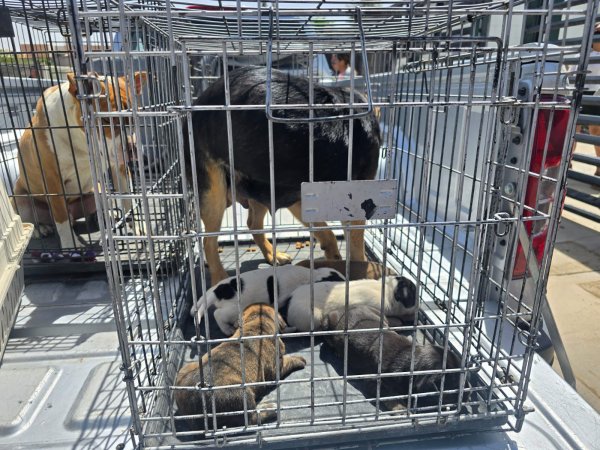 Aseguró FGE Norte 43 animales en situación de maltrato en Juárez