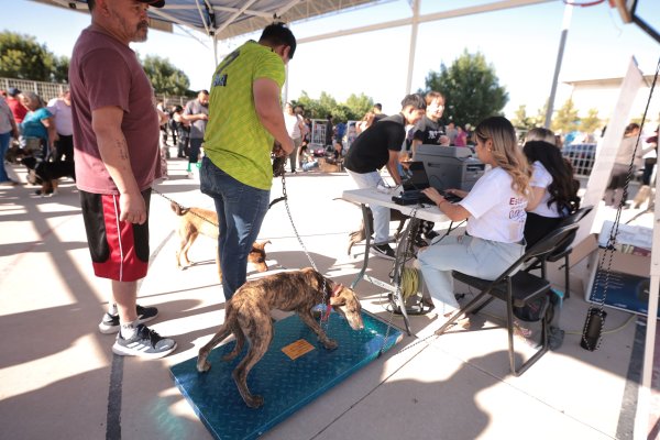 Más de 380 mascotas serán esterilizadas en jornada gratuita de DABA en Riberas del Bravo